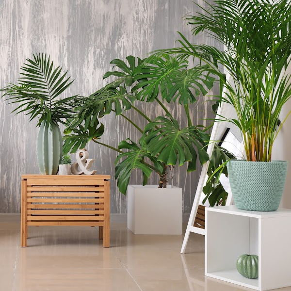 Indoor Plants